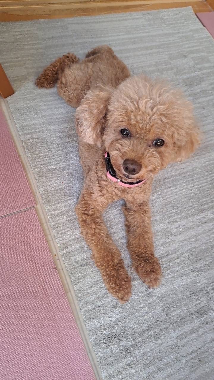 室内でくつろぐあめ
