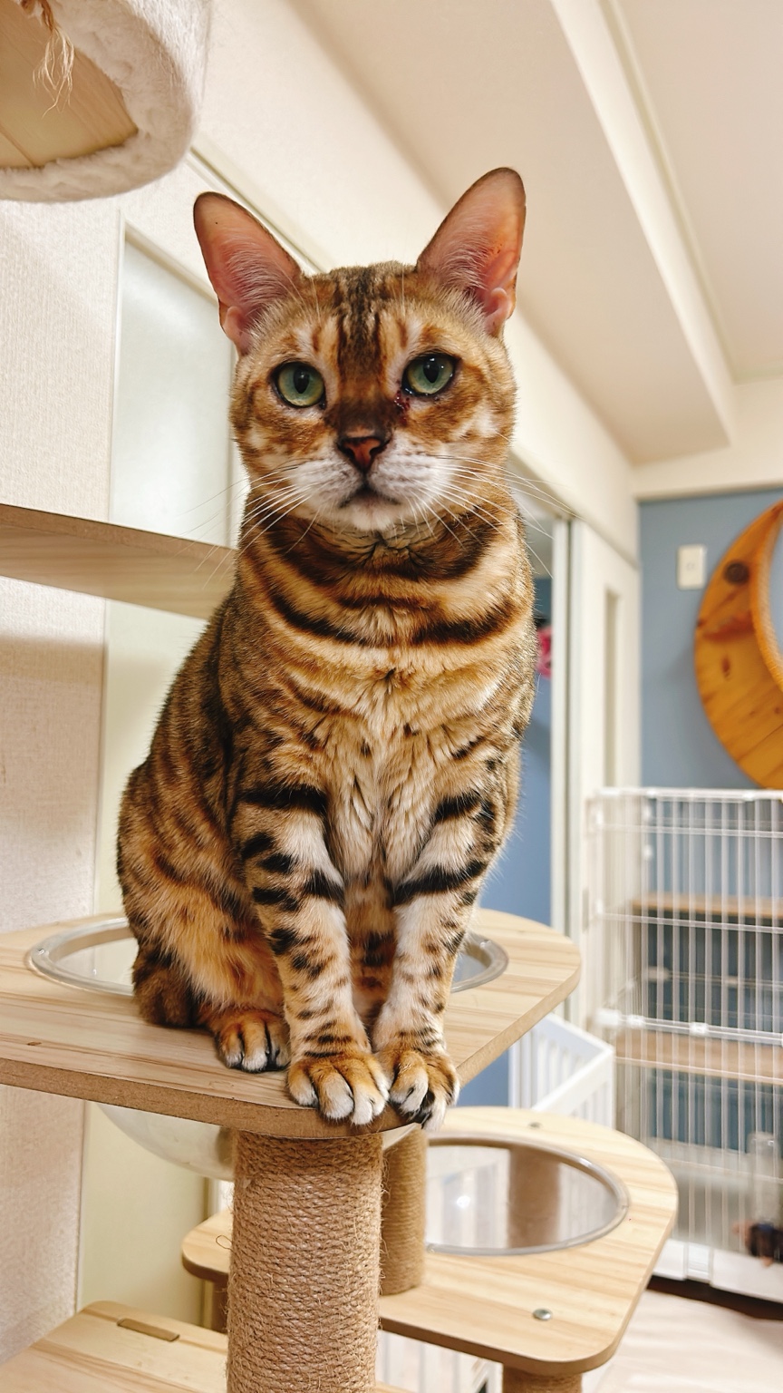 キャットタワーで正面を向くあわび