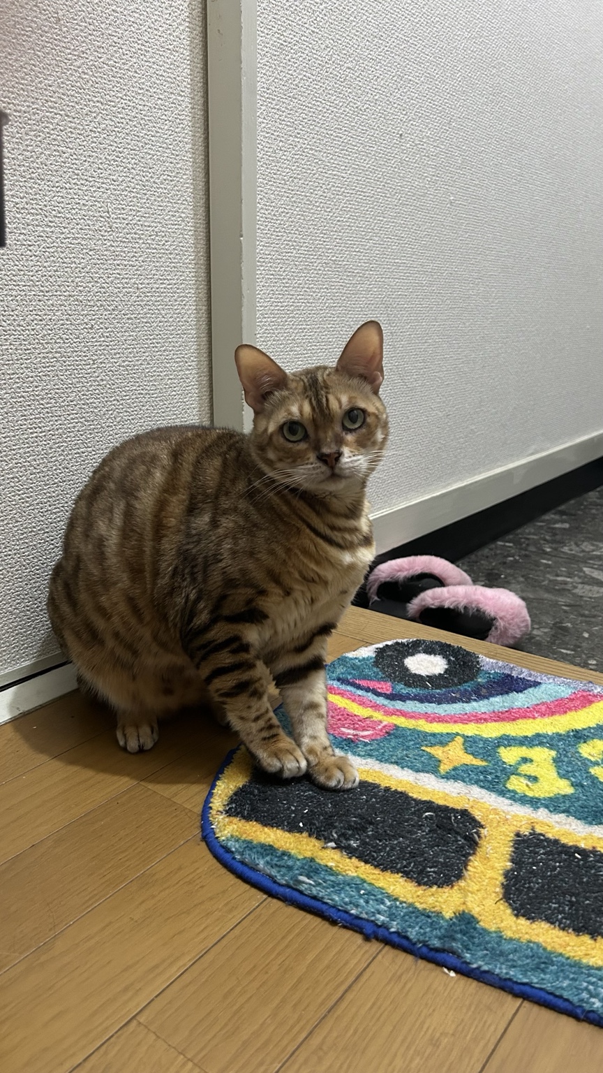 玄関で座るあわび
