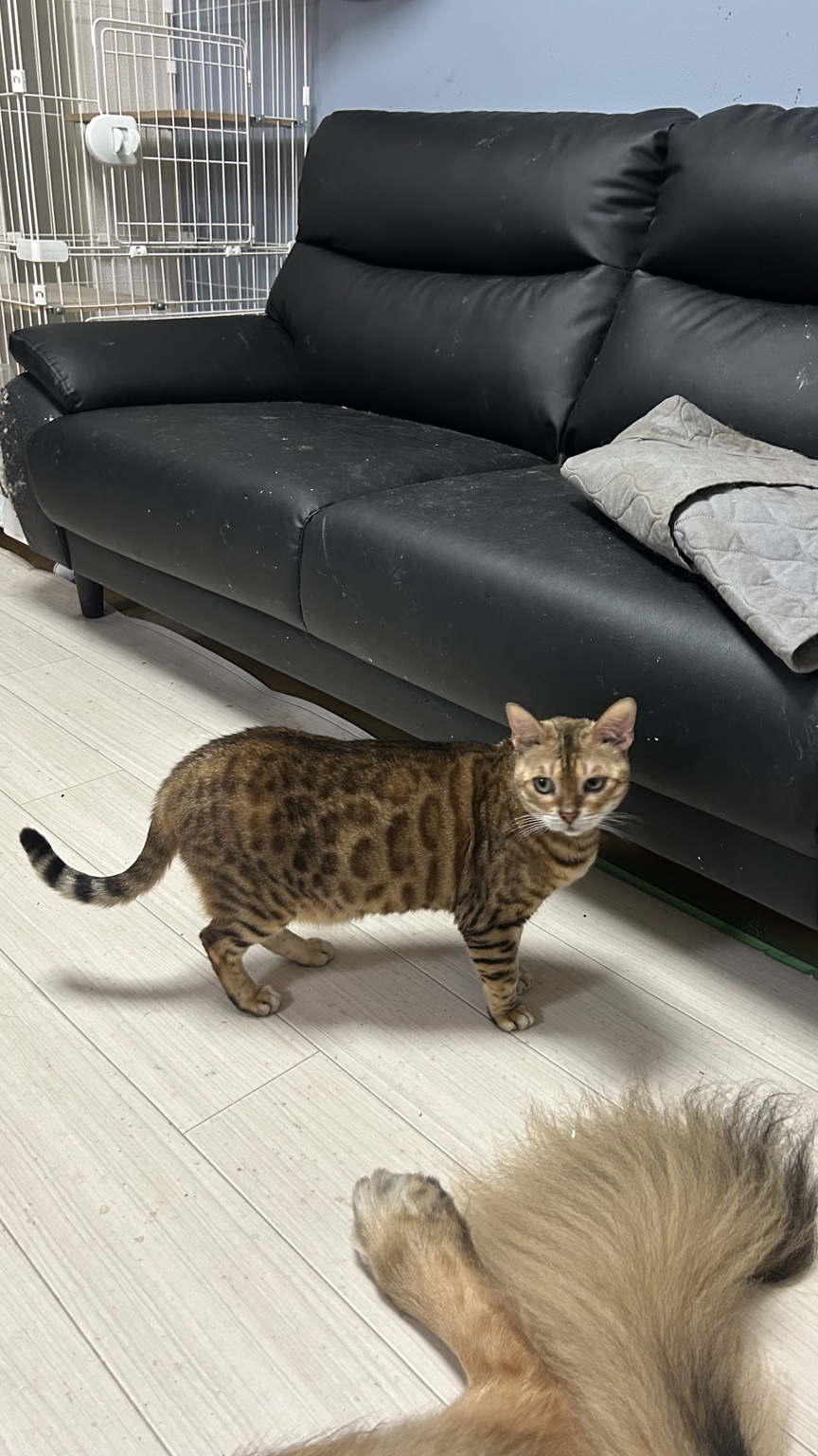犬と同じお部屋で過ごすあわび