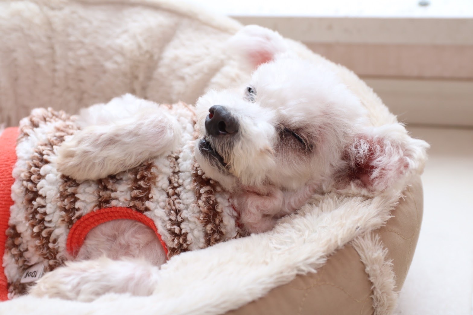 ベッドでくつろぐ白い犬