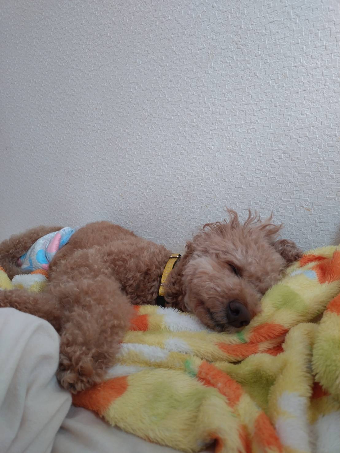 毛布の上で眠るかさ