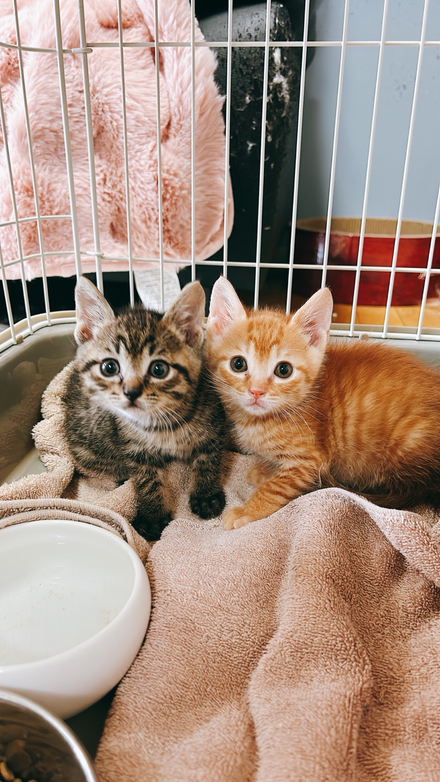 寄り添う二匹の子猫