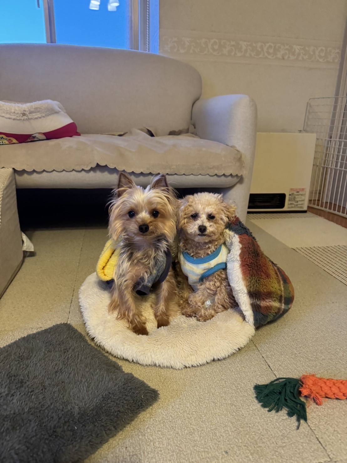 ほかの犬と寄り添って座るマクド