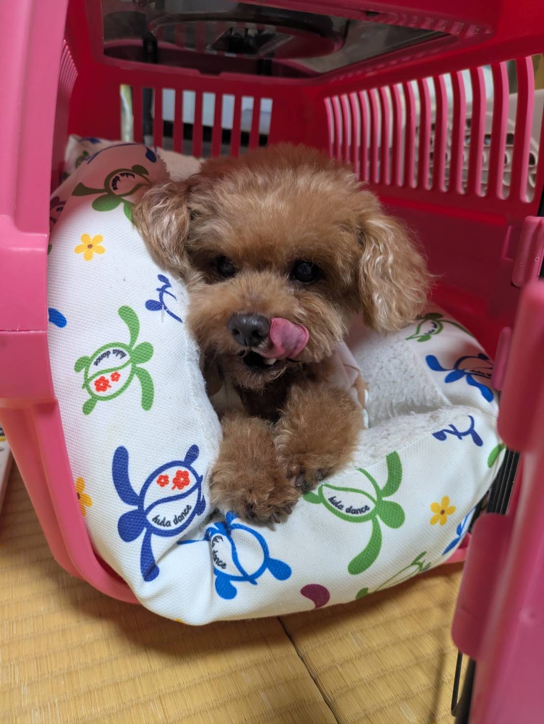 クレートから顔を出すプリッツ
