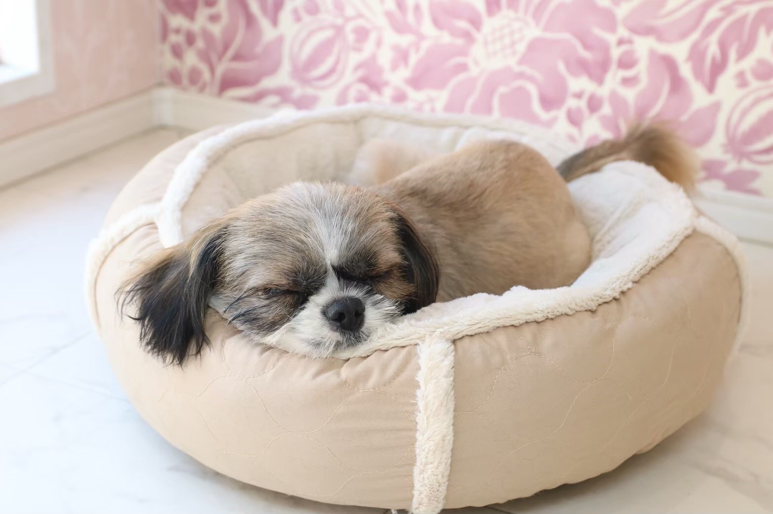 ベッドで安心して眠る犬