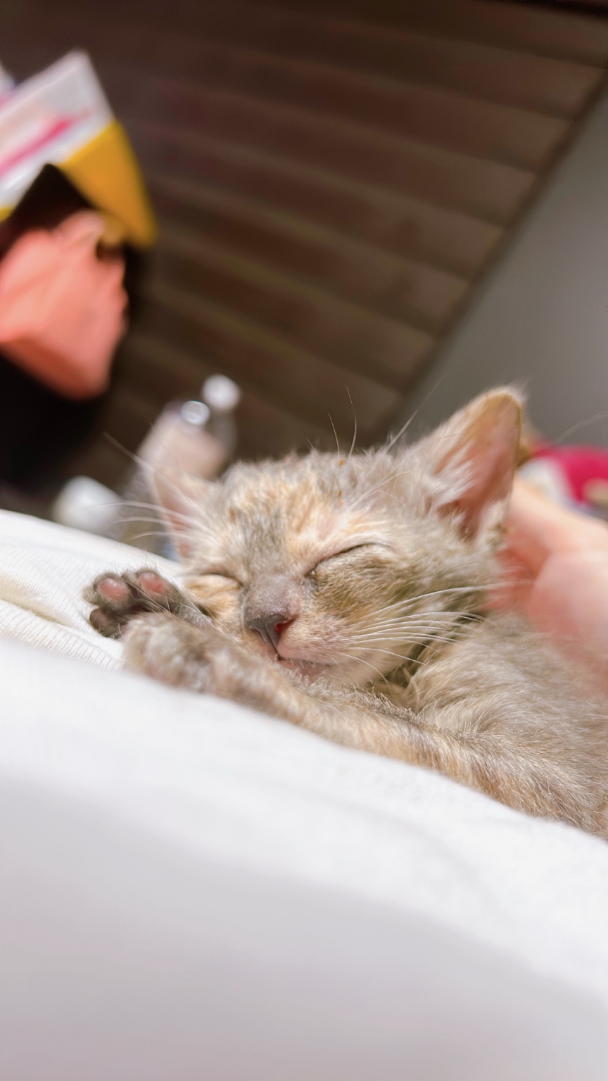 人のそばで眠る子猫