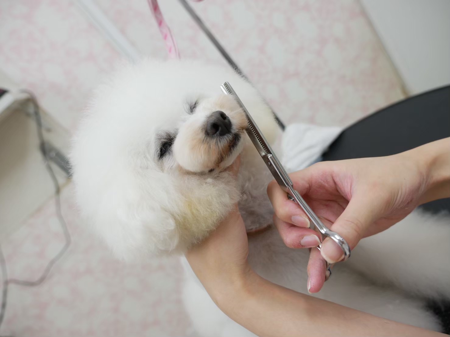 白い犬の顔まわりをやさしくトリミングする様子