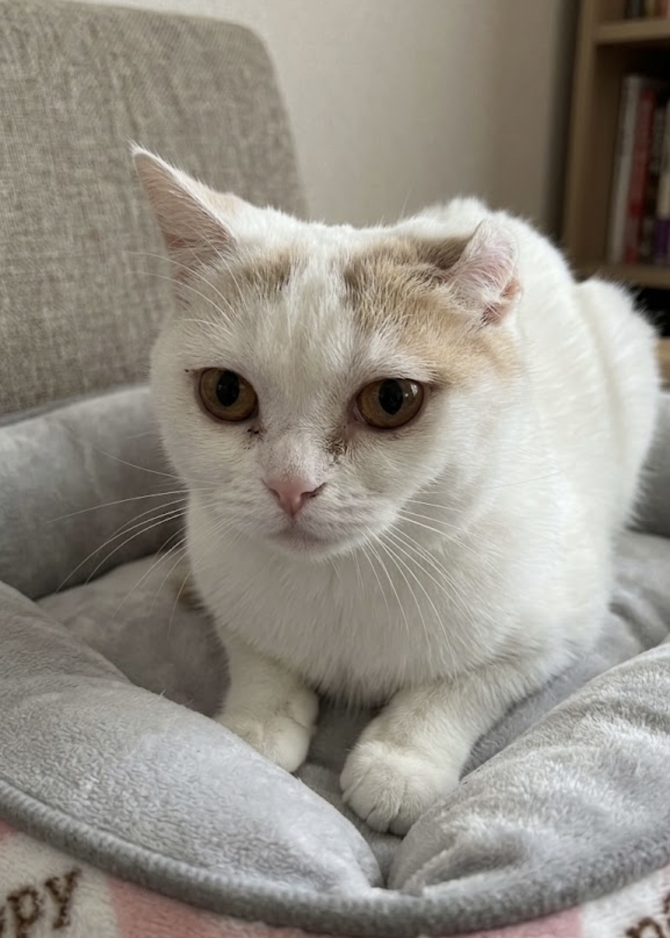 ベッドでくつろぐヴィトン